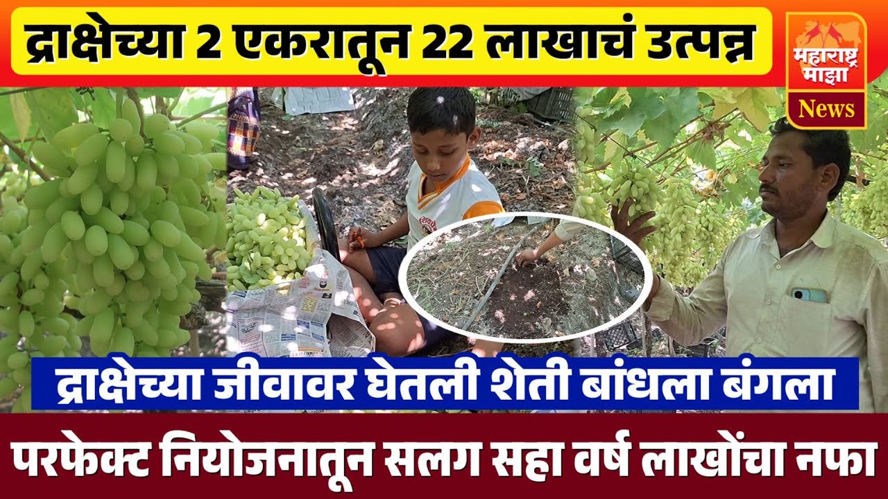 ♦️2 एकर द्राक्ष शेतीतून 22 लाखांचं उत्पन्न | किलोला 65 रुपयांचा दर | सलग सहा वर्ष लाखोंचा नफा..