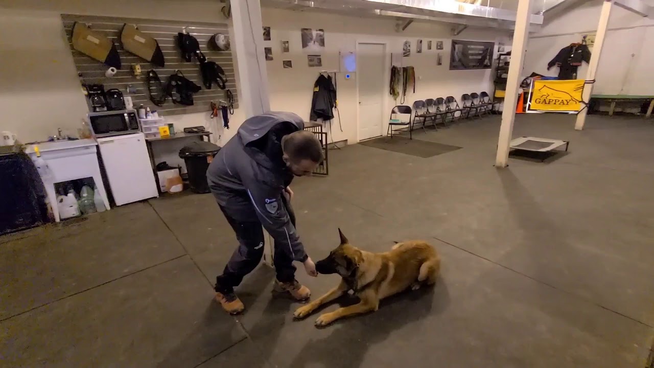 How markers work in dog training