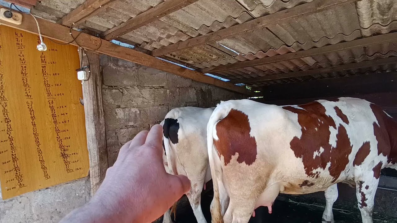 Бобошко продажна 💲️учка Єкатеринославського комбінату.Не купуйте Brown Swiss в Україні