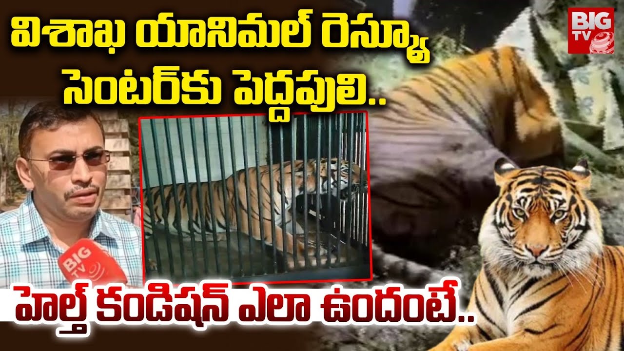 విశాఖ యానిమల్ రెస్క్యూ సెంటర్ కు పెద్దపులి..|East Godavari Tiger Transferred to Animal Rescue Center