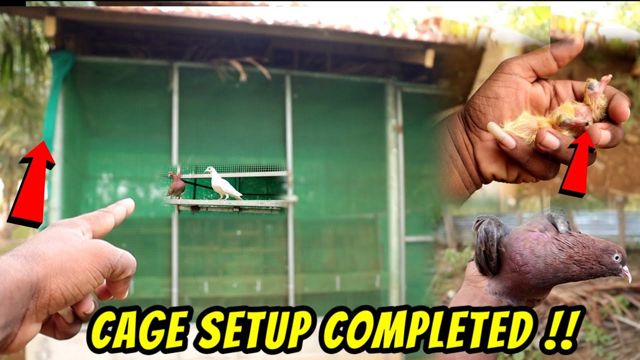 💥🕊️ Finally ! Completed My Roller Pigeon CAGE SETUP | My New Roller Chicks |