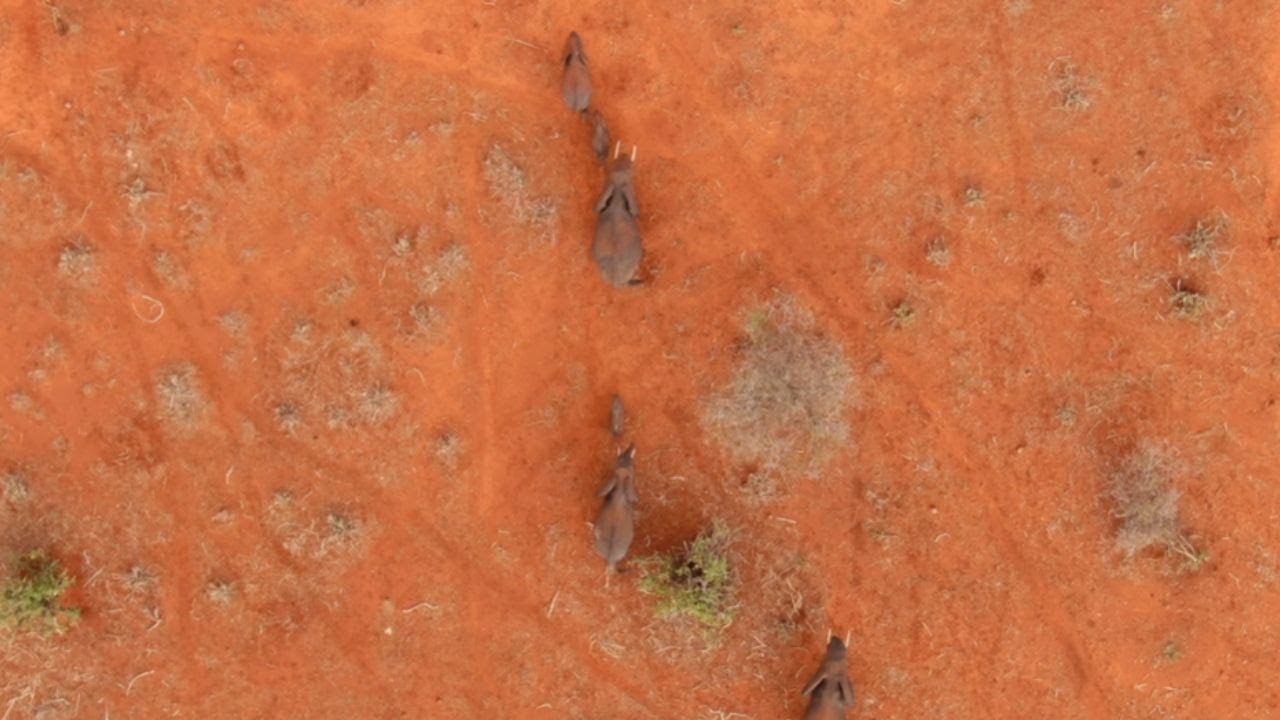 An elephant herd navigating through an arid landscape in search of food and water || WooGlobe