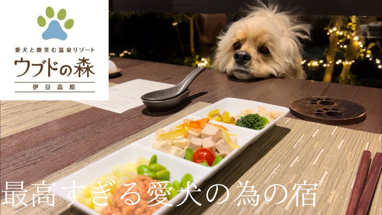 【ウブドの森】伊豆の愛犬の為の宿が控えめに言って最高すぎた🐶［アメコカ］