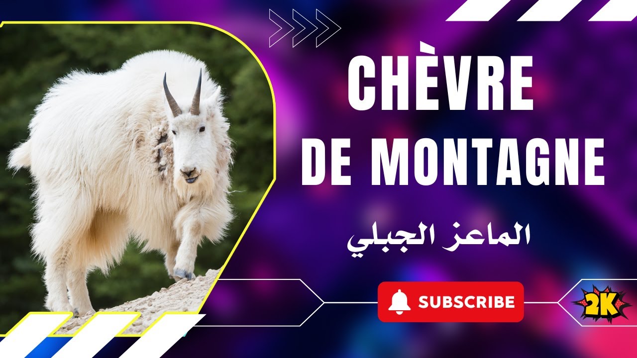 La Chèvre de Montagne : Symbole de Liberté et de Force