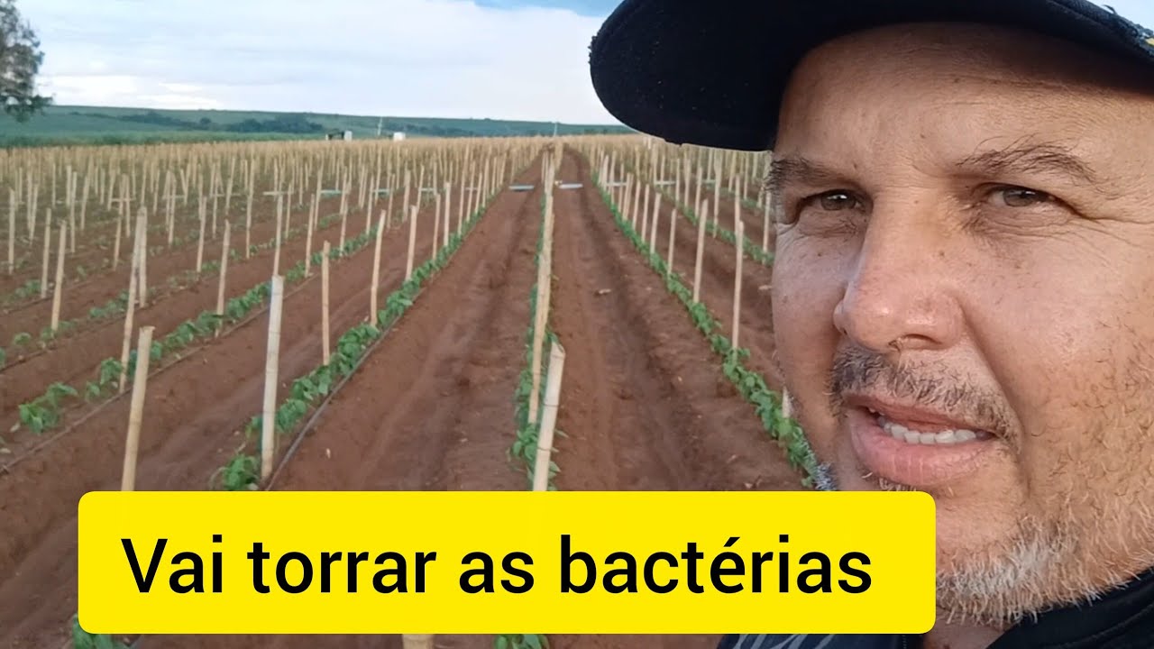 Pimentão dhara!! O melhor fungecida para bactéria e antraquinoze.
