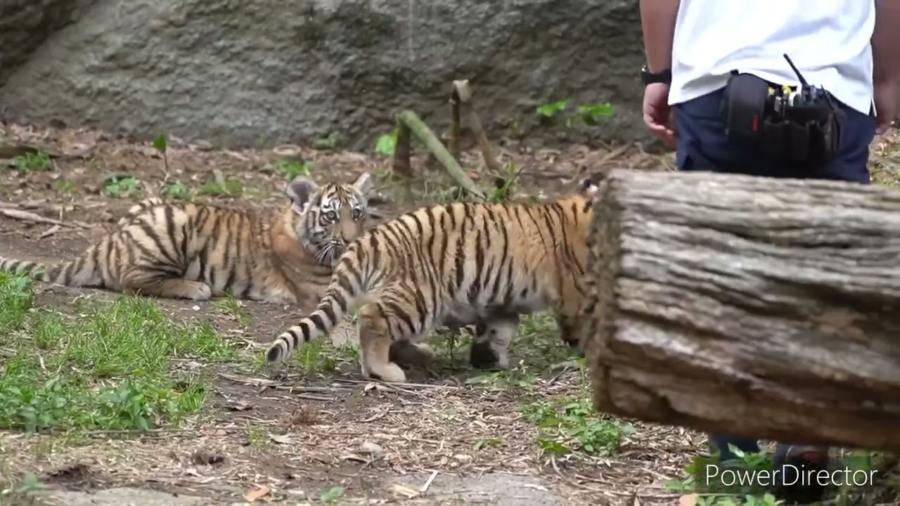 浜松市動物園 帰宅拒否するアムールトラの子供たち2