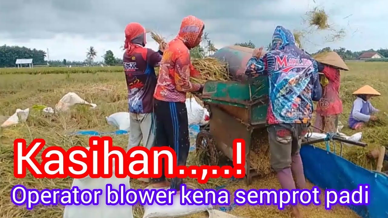Operator blower kena semburan padi #fypシ゚viral #viralvideo #blowerpadi #petanimaju