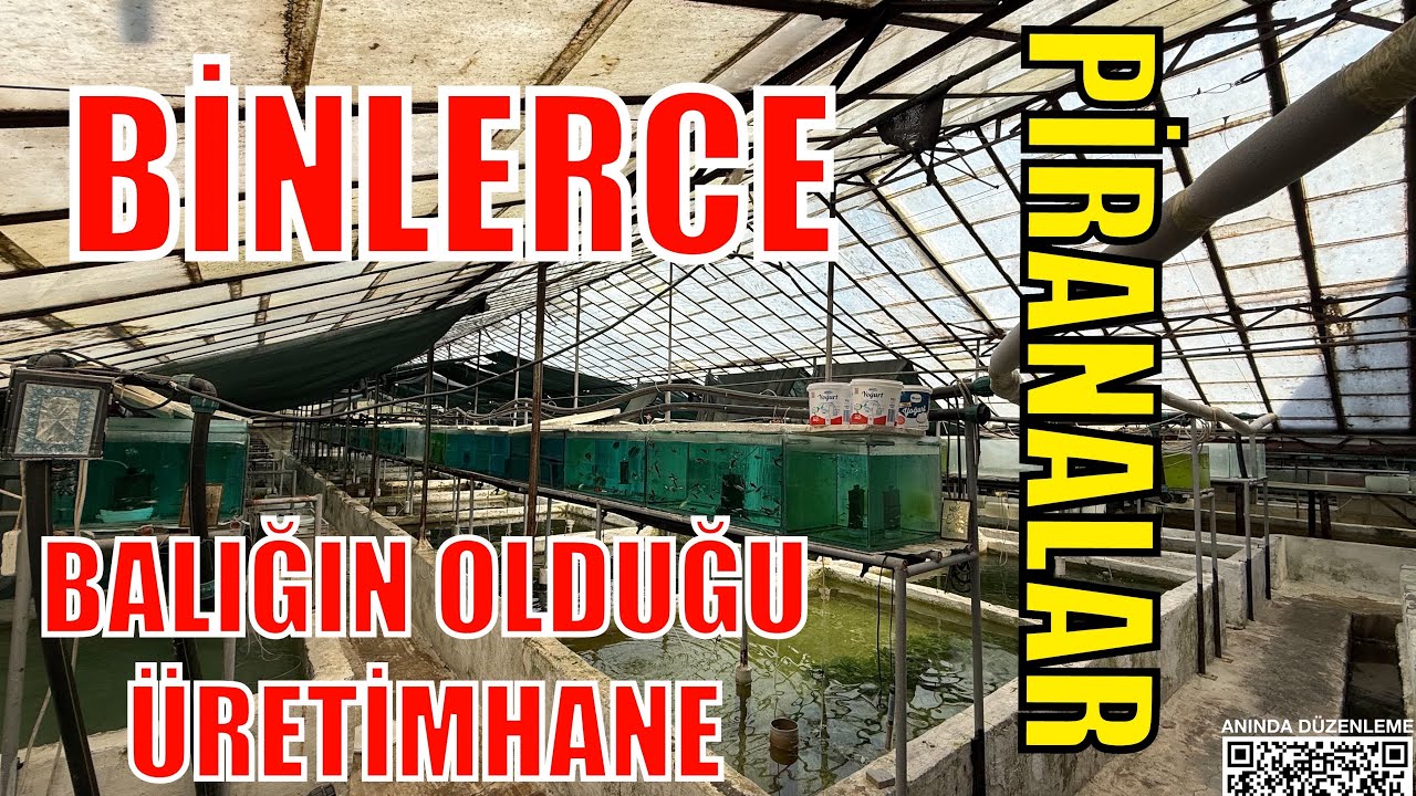 Orhunlar  Üretim Çiftliğini  Gezdim  - binlerce çeşit balık 
