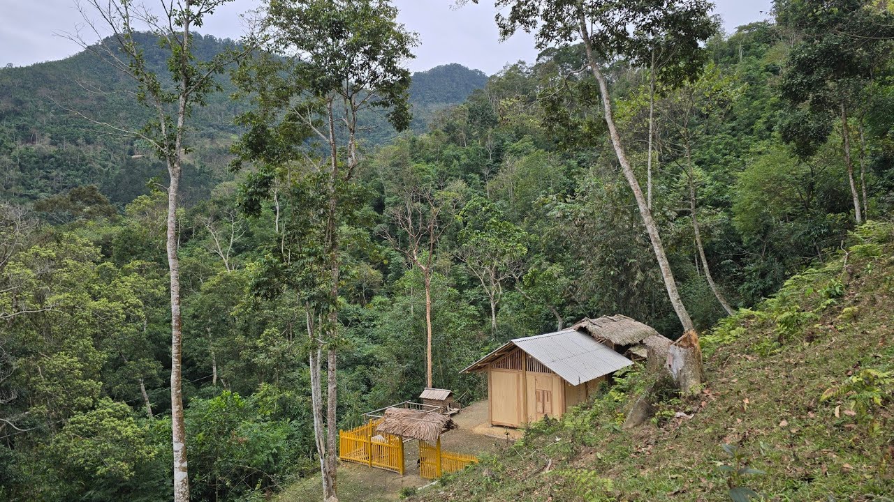 The life of a single woman living alone in the forest for 3 years | L&yacute; Thương country life