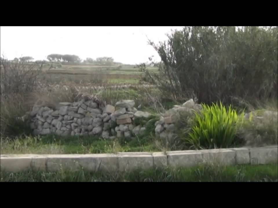 Golden Plover trapping Malta, illegal bird callers & night trapping 2014 - CABS
