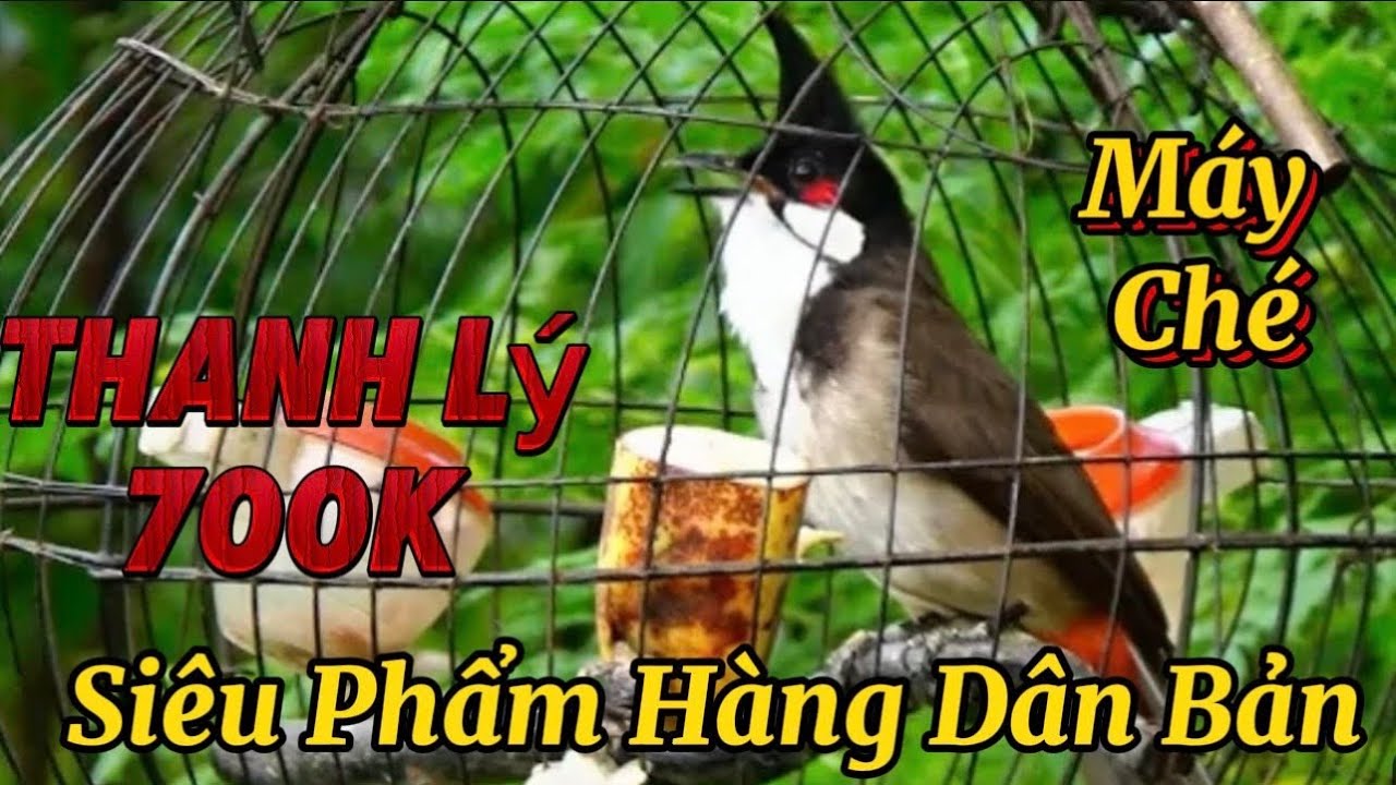 17/3 cọp bản siêu nhạy ché xèo và mộc rừng bẫy đấu ché ae bấm đki kênh để chọn 1CB nhá 0367312855