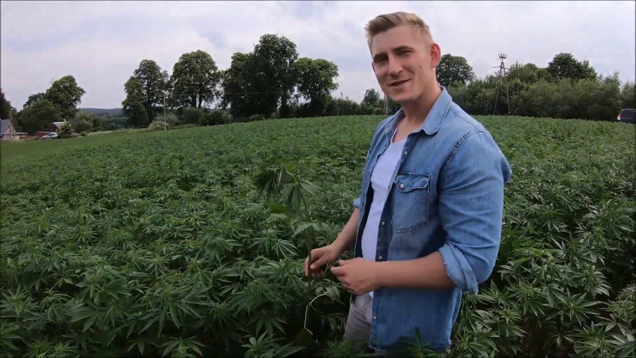 Legalne konopie! Uprawa na materiał siewny VLOG 194 NIEprofesjonalny&Ławrenowicz