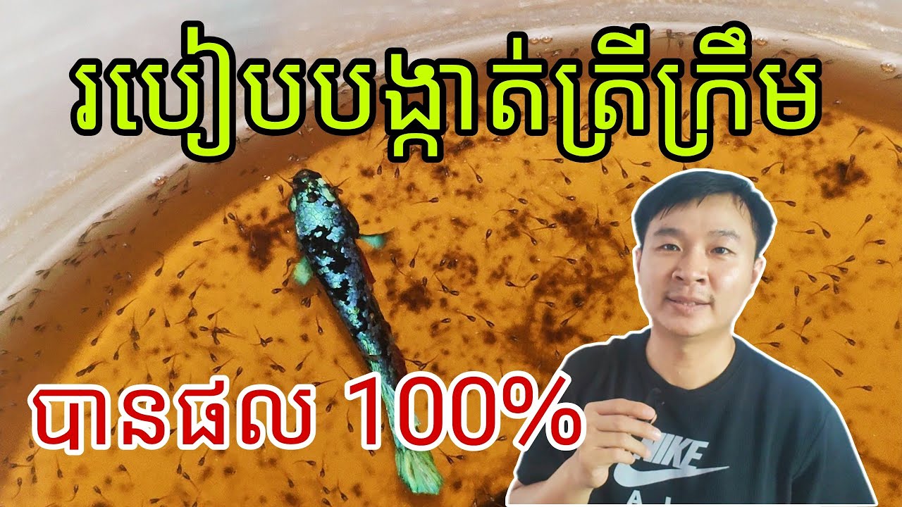 របៀបបង្កាត់ត្រីក្រឹម បានផល 100% / How to Breed Betta Successful 100%