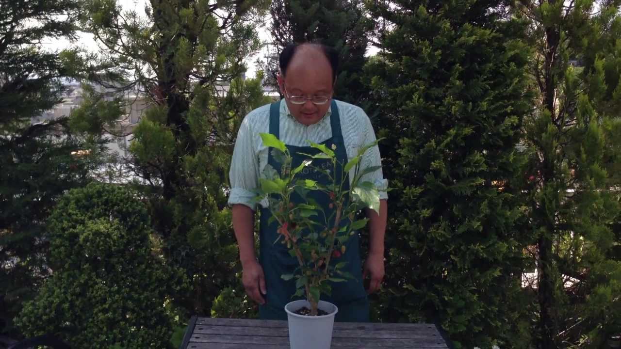 クワマルベリー)の育て方・日常管理