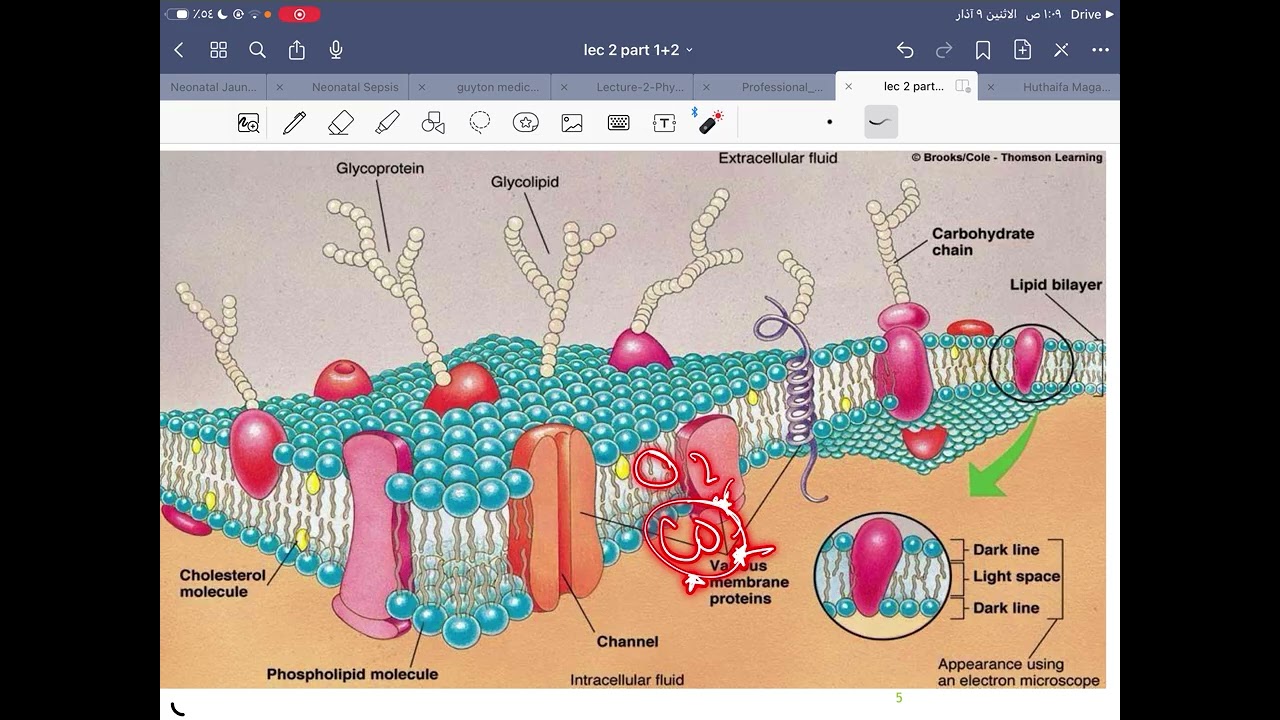 lec2: cell membrane p1