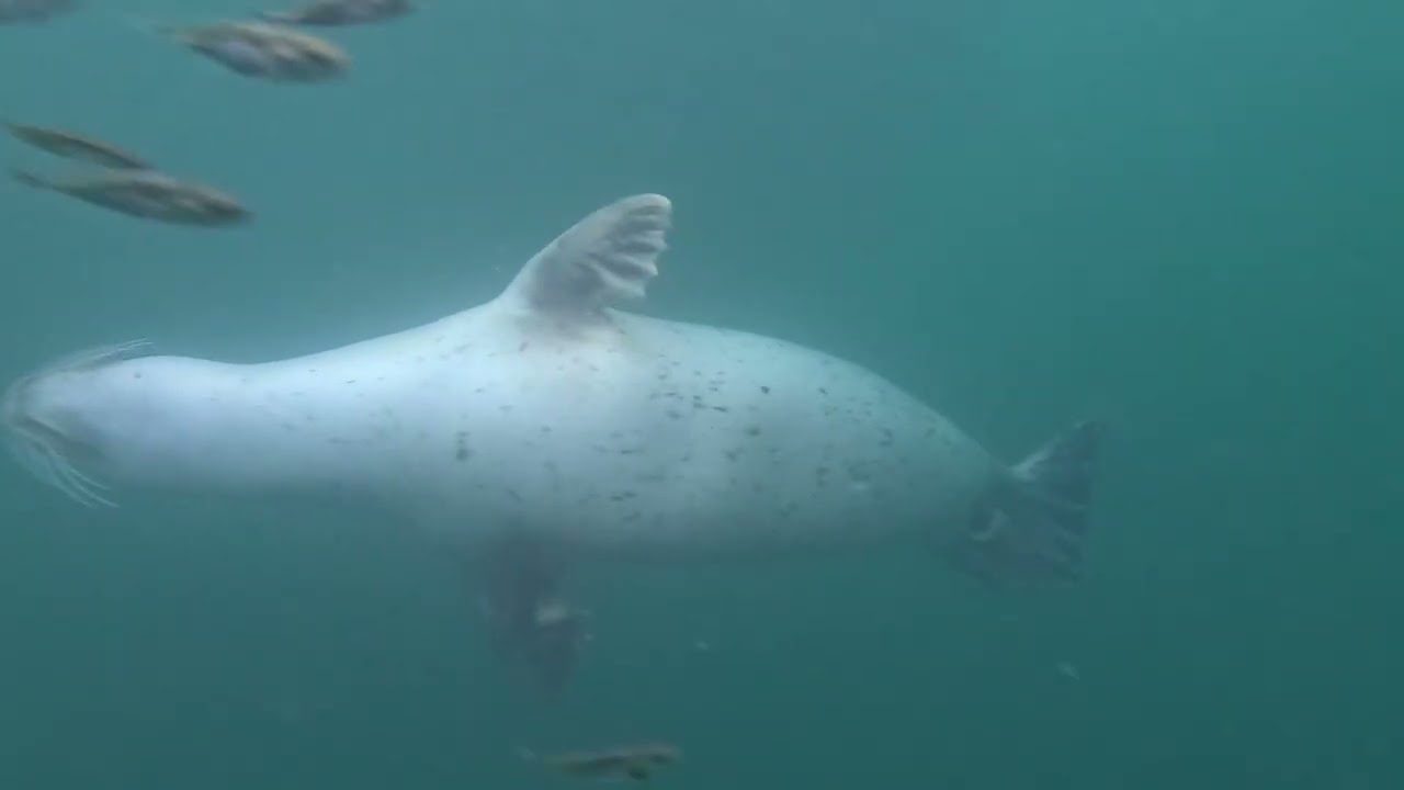 Harbor Seals at Lopez Island