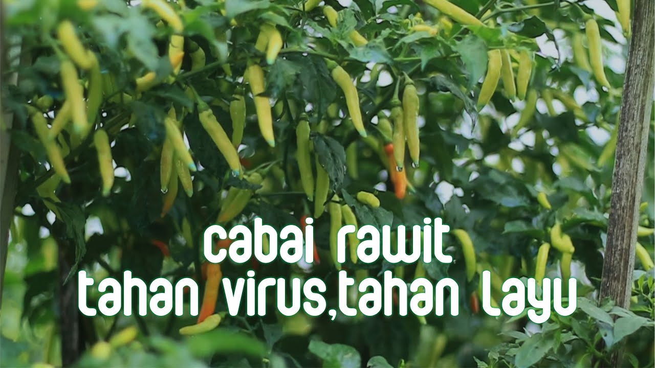 Varietas Cabai Rawit Tahan Virus & Layu! Solusi Jitu Petani Cabai