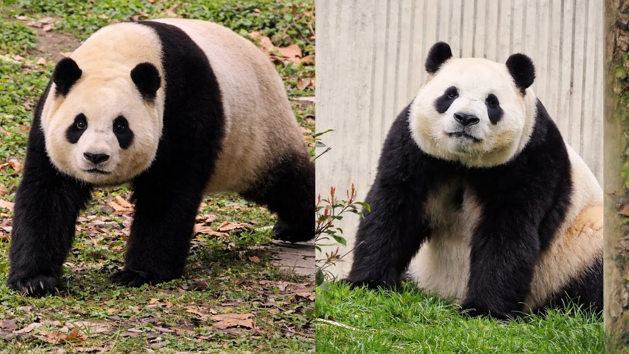 《안녕 푸바오 》26.03.16 푸바오 오전 영상♡