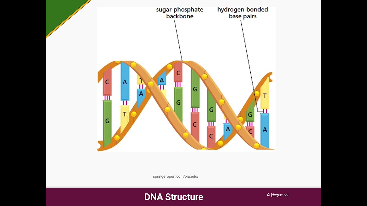 DNA Profiling and Interpretation