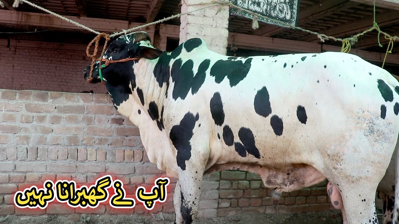 Aam Olas: Ep # (1119) | آپ نے گھبرانا نہیں
