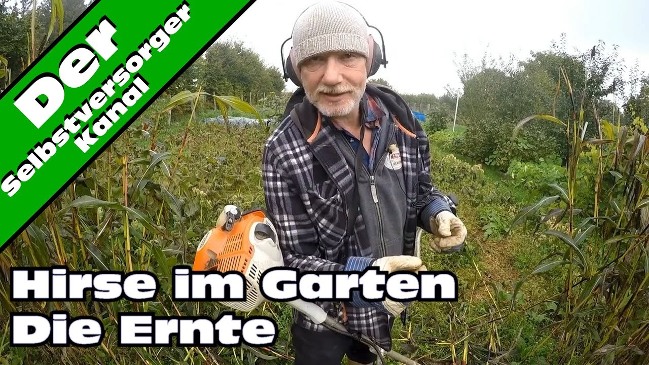Hirse im Garten anbauen Die Ernte