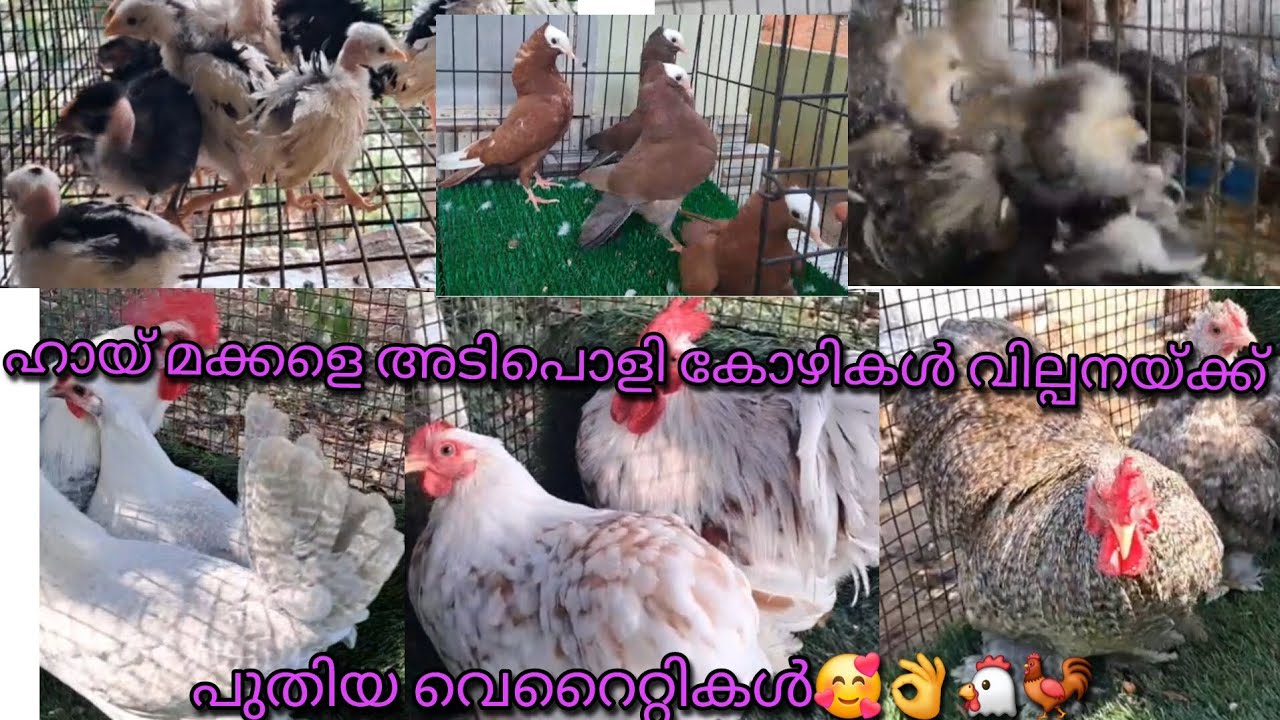 നമ്മൾ ഇതുവരെ കണ്ടിട്ടില്ലാത്ത നല്ല വെറൈറ്റി കോഴികൾ 🥰👌🐔🐓