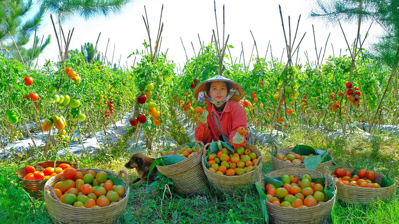 Harvesting Tomatoes Goes To Market Sell, Cook Mackerel In Tomato Sauce To Eat With My Brother, Farm.