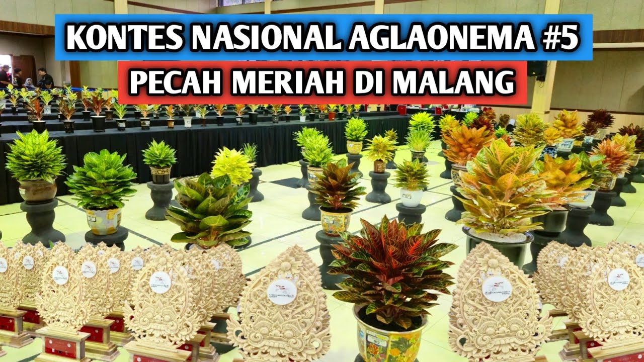 Kontes Nasional Aglaonema Nusantara #5, pecah meriah di Malang