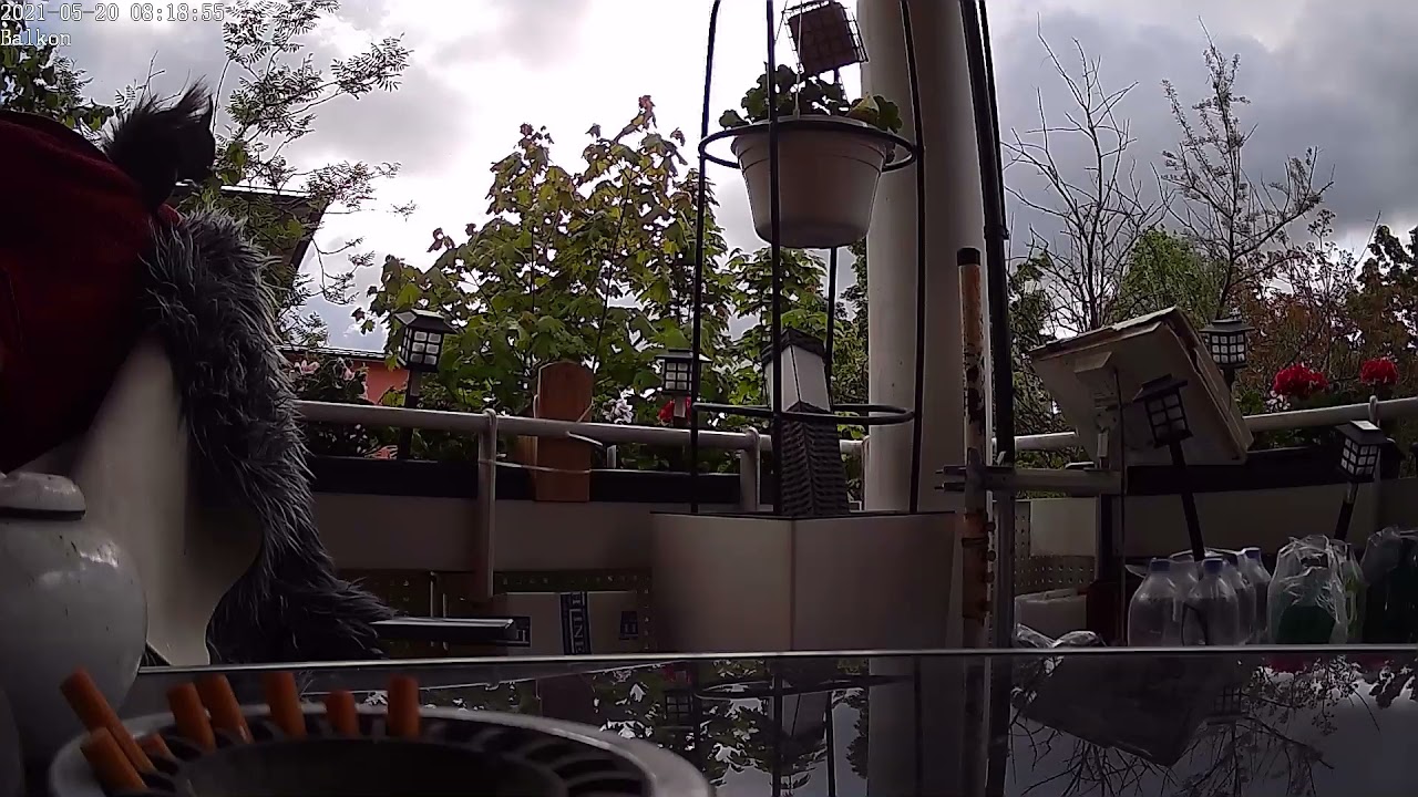 Eichhörnchen Besuch auf dem Balkon