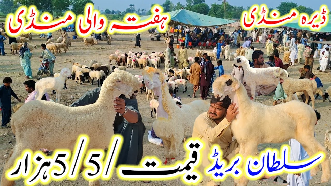 15 November 2025 DG Khan mundra chatra mandi Pakistan ke sab sasti badi mandi ke updated biggest 