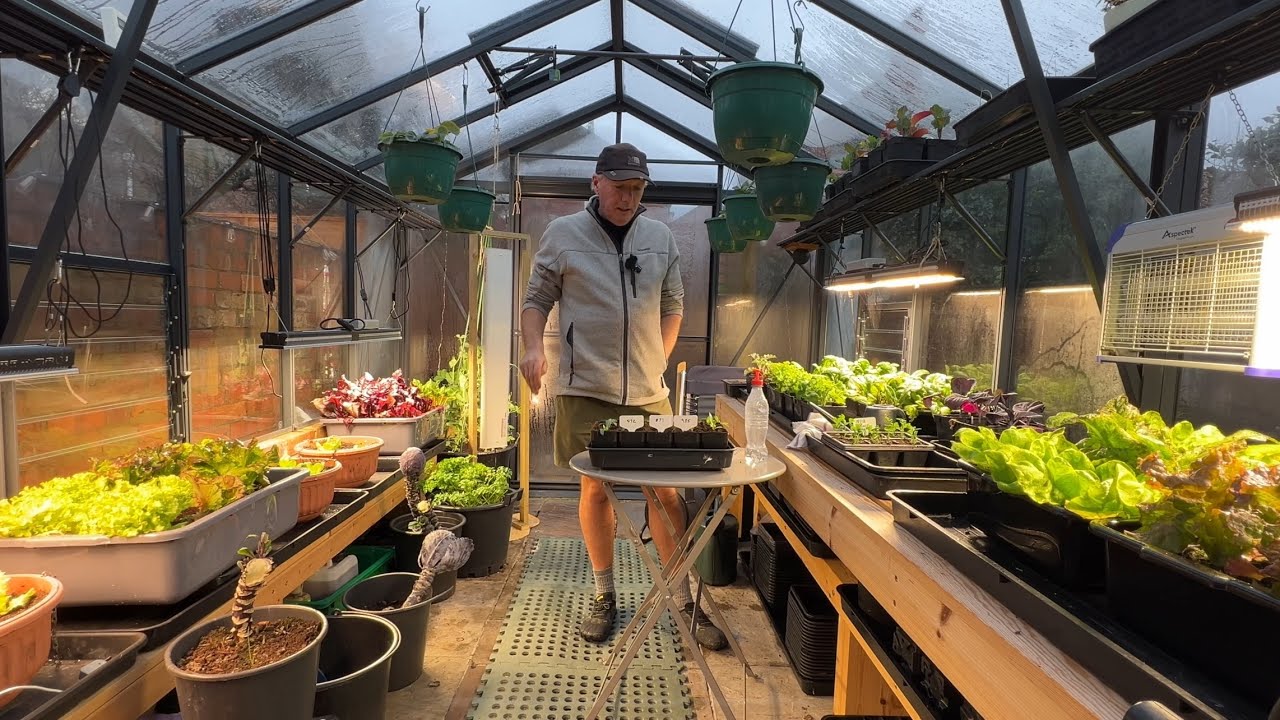 Pricking out and growing peppers ~ top tips and tricks