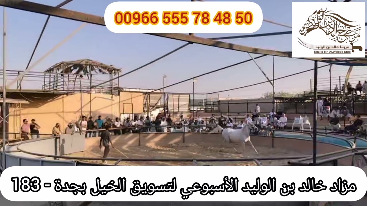 ‏‏اكبر و اقدم مزاد اسبوعي لتسويق الخيل (183) The largest and oldest weekly horse marketing auction‏