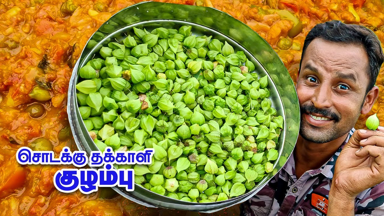 பல நோய்களுக்கும் ஒரே மருந்து - சொடக்கு தக்காளிபழம் கிடைச்சா விட்றாதீங்க | SODAKKU THAKALI