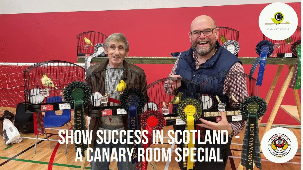 Show success in Scotland - A Canary Room Special