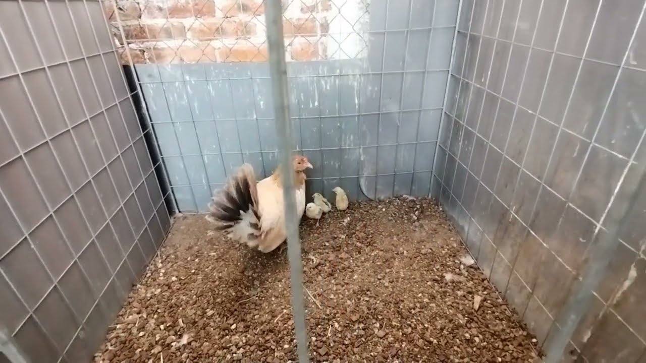 Mostrando el crecimiento de los pollos EP - 2 | Rancho MM 🐓