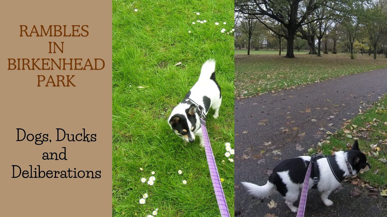 Dogs Big Park Adventure!