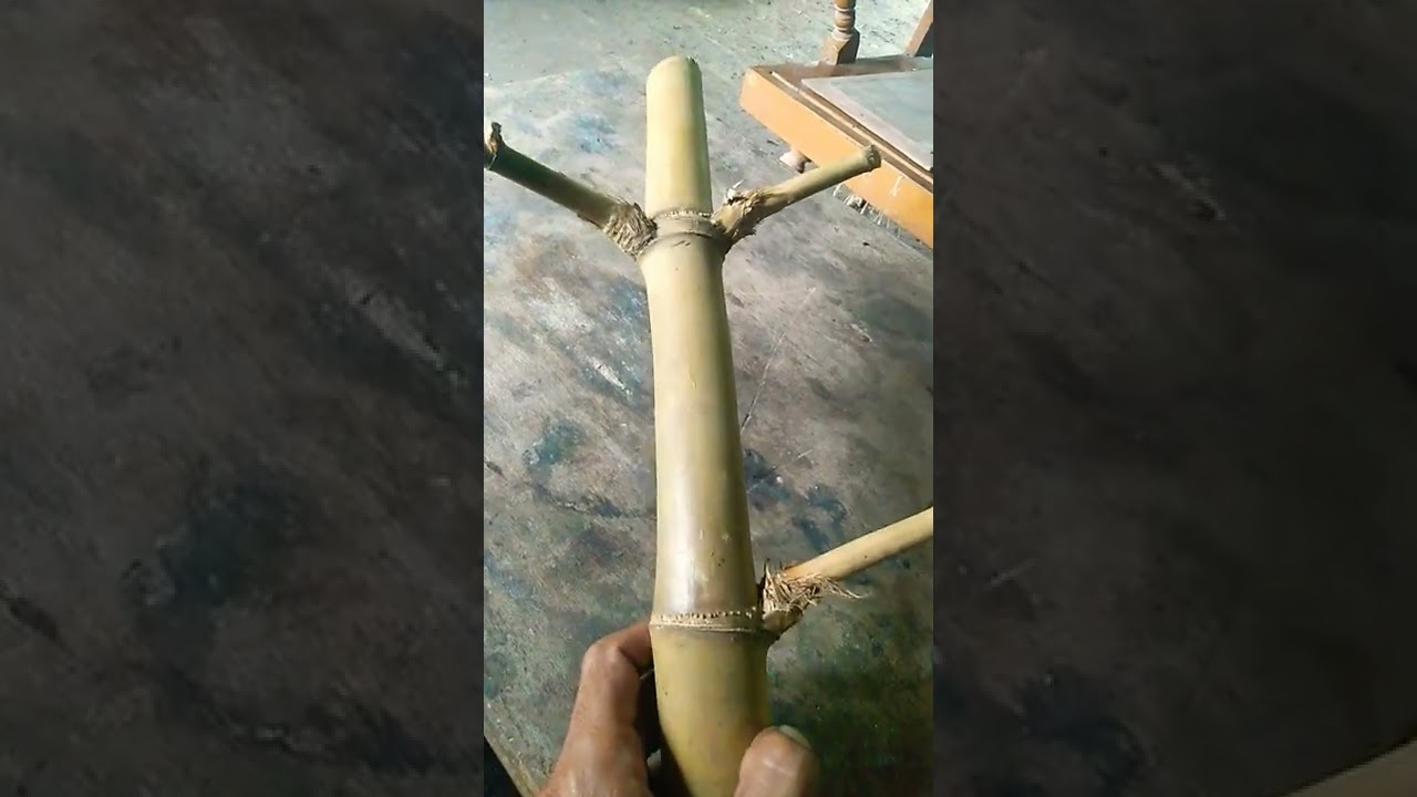 keunikan bambu bertuah