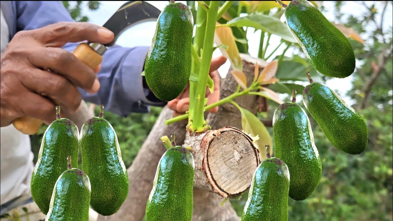 SI TU AGUACATE NO DA FRUTO O ECHA FRUTO MUY PEQUE&Ntilde;O HAZ ESTO Y SE LLENARAN DE AGUACATE GRANDE RICO