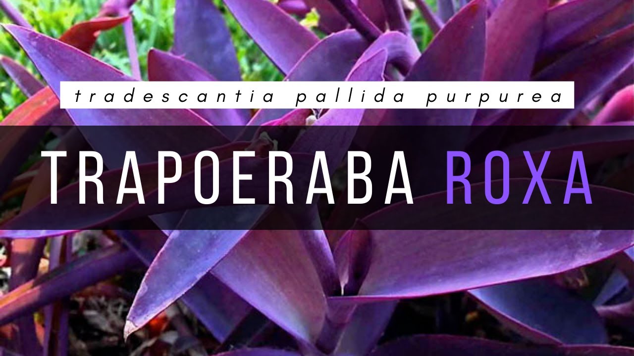 TRAPOERABA ROXA - COMO USAR NO JARDIM