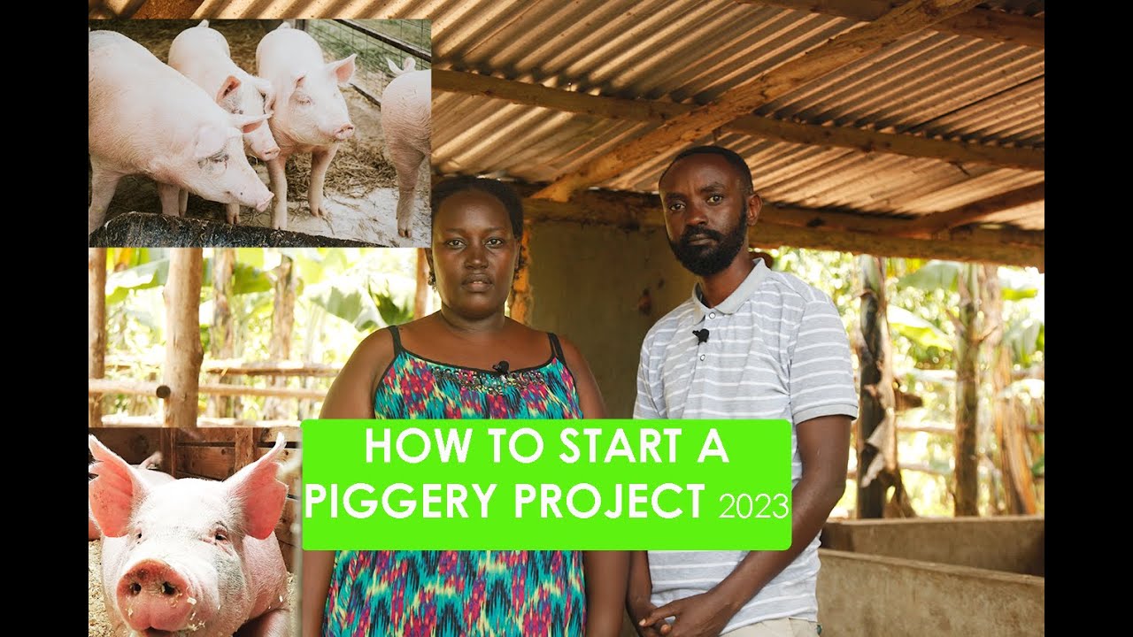 HOW TO START A PIGGERY PROJECT 2023| SHARING OUR OWN EXPERIENCE AND LESSONS WE HAVE LEARNT #farming