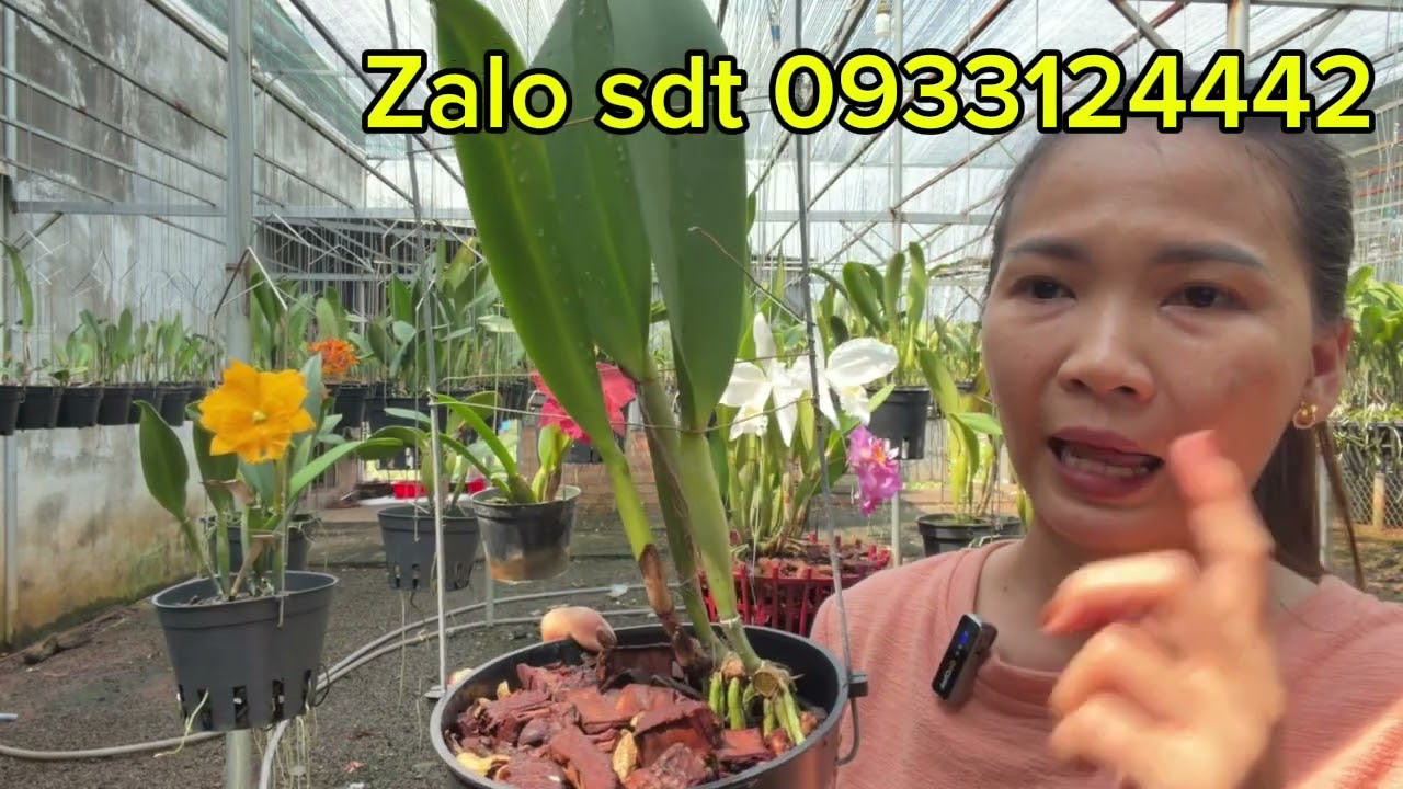 Vài mặt #hoalan #cattleya đẹp thuần vườn, cây đã trưởng thành. Anh chị sưu tầm alo e 0933124442