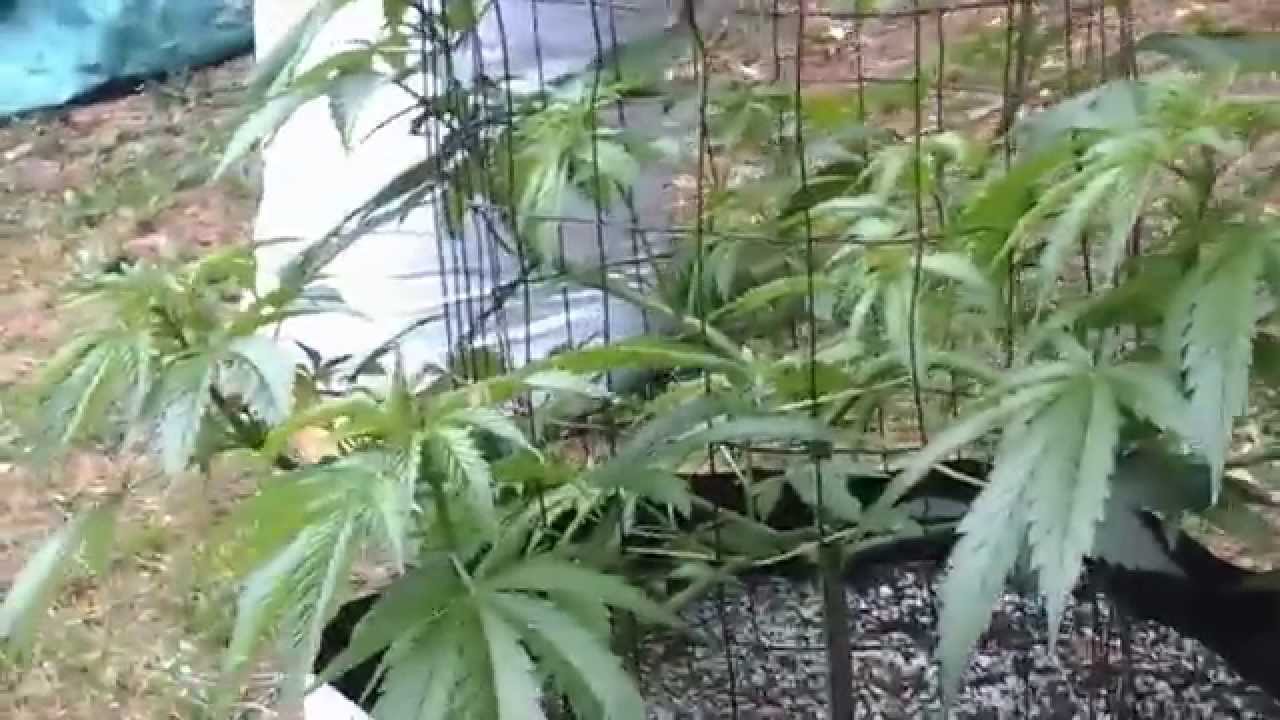 OMMP outdoor grow June 16 2014