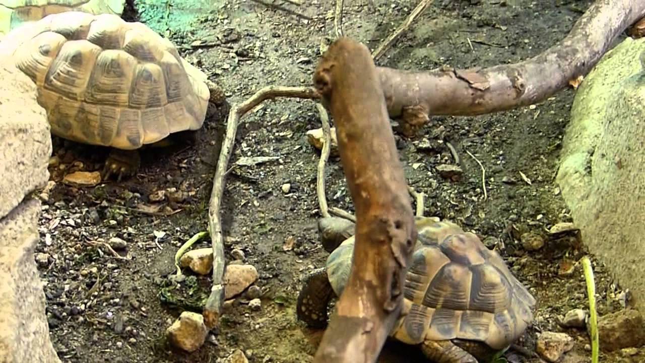 zoo de vincennes