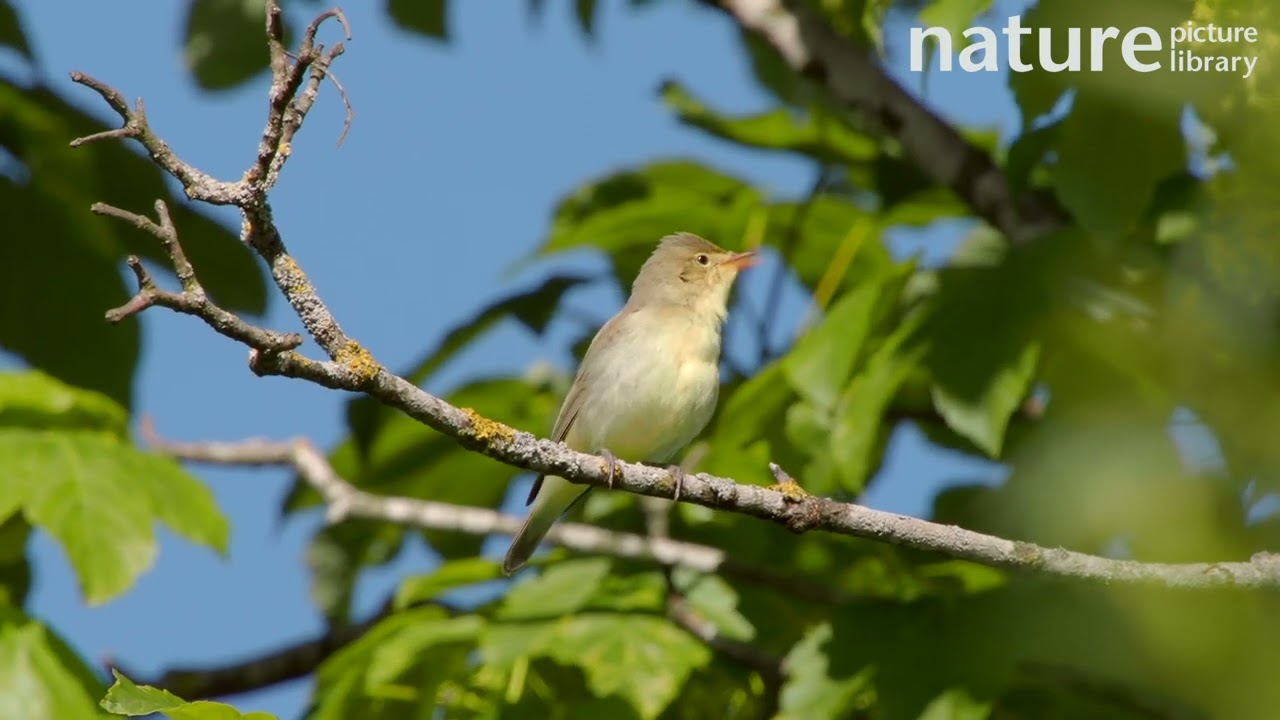 Icterine warbler male singing whilst perching on branch in tree, Germany.