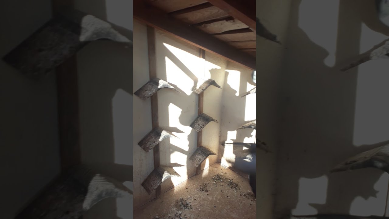 KÜMESİMİZİ HASTALIK VURDU MALESEF 15 KUŞUMUZU KAYBETTİK 