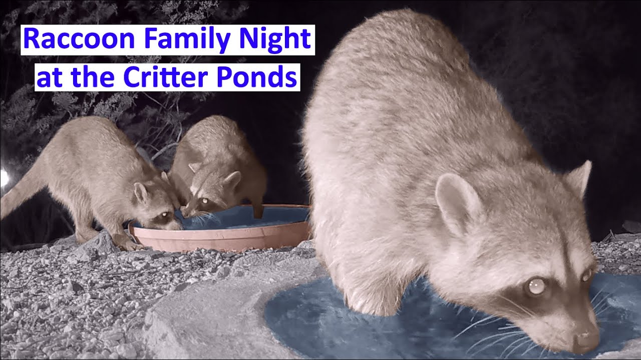 Raccoon Family Explores the Desert Watering Holes