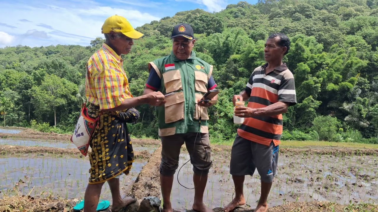 Pengujian Bio Enzyme yang di aplikasikan pada lahan sawah........#desabodosaregolewa