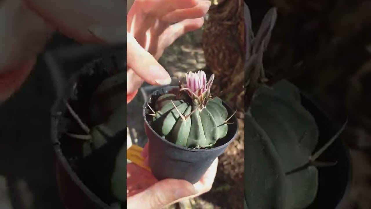 Caktuky. Echinofossulocactus coptogonus. Cactus Coleccion.