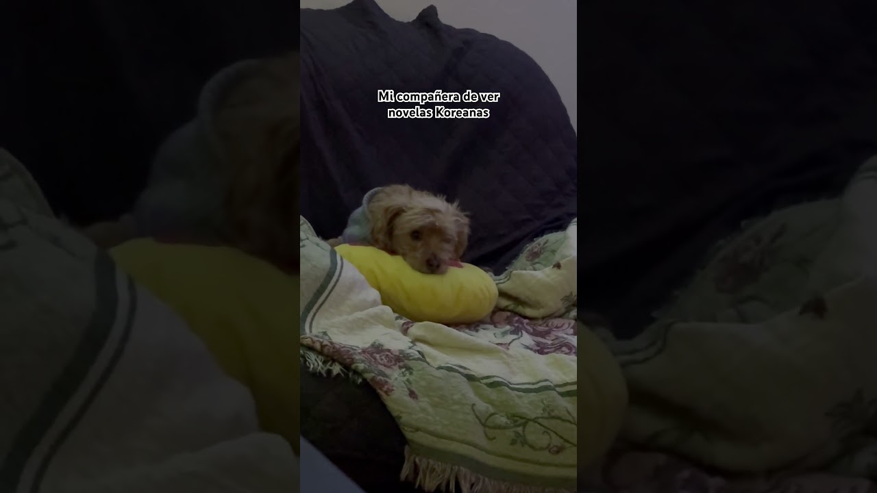 Mi compañera de ver novelas Koreanas 