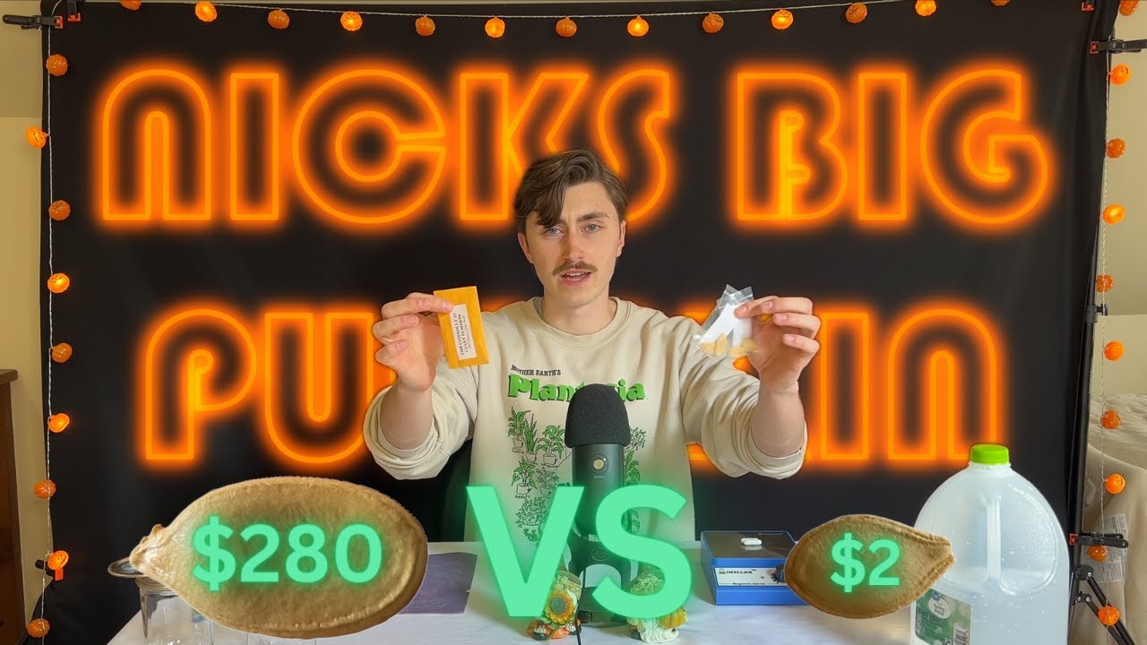 Sprouting $280 Giant Pumpkin Seeds vs $2 Home Depot Seeds